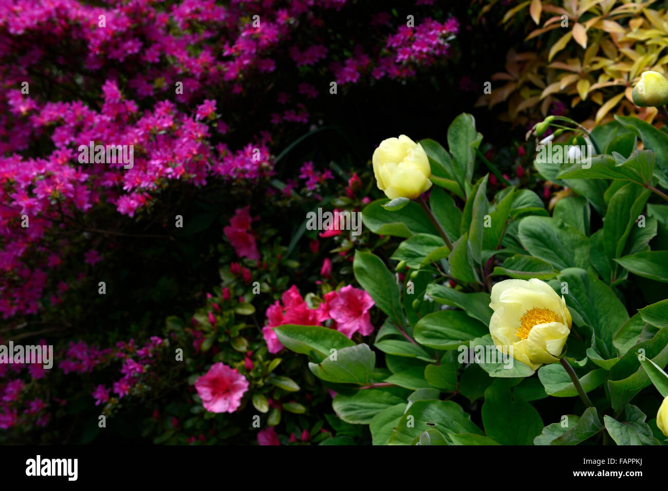La pivoine rose pivoine pivoines jaune azalée fleur fleurs jardin jardinage fleurs floral RM Banque D'Images La pivoine rose pivoine pivoines jaune azalée fleur fleurs jardin jardinage fleurs floral RM Banque D'Images