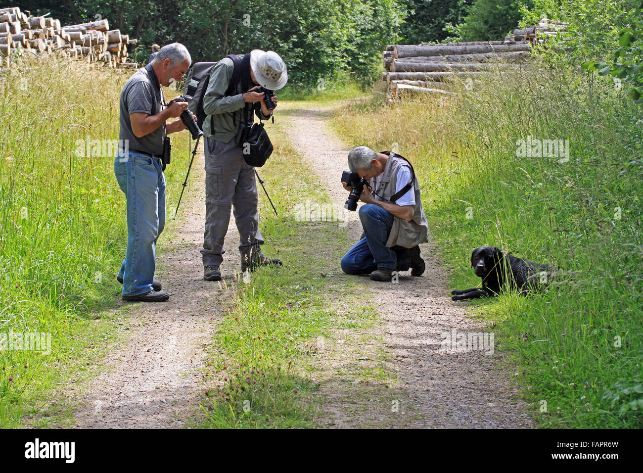 Observer les gens et à photographier les papillons dans l'empereur pourpre Fermyn woods nature reserve Northampton England UK Banque D'Images