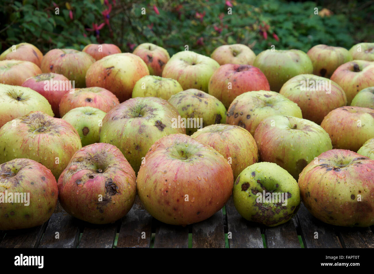 La cuisine bio des pommes, un plus grand, dégustation de la tarter cultivar fruitier "Malus domestica, sur une table de jardin en bois. Angleterre, Royaume-Uni. Banque D'Images