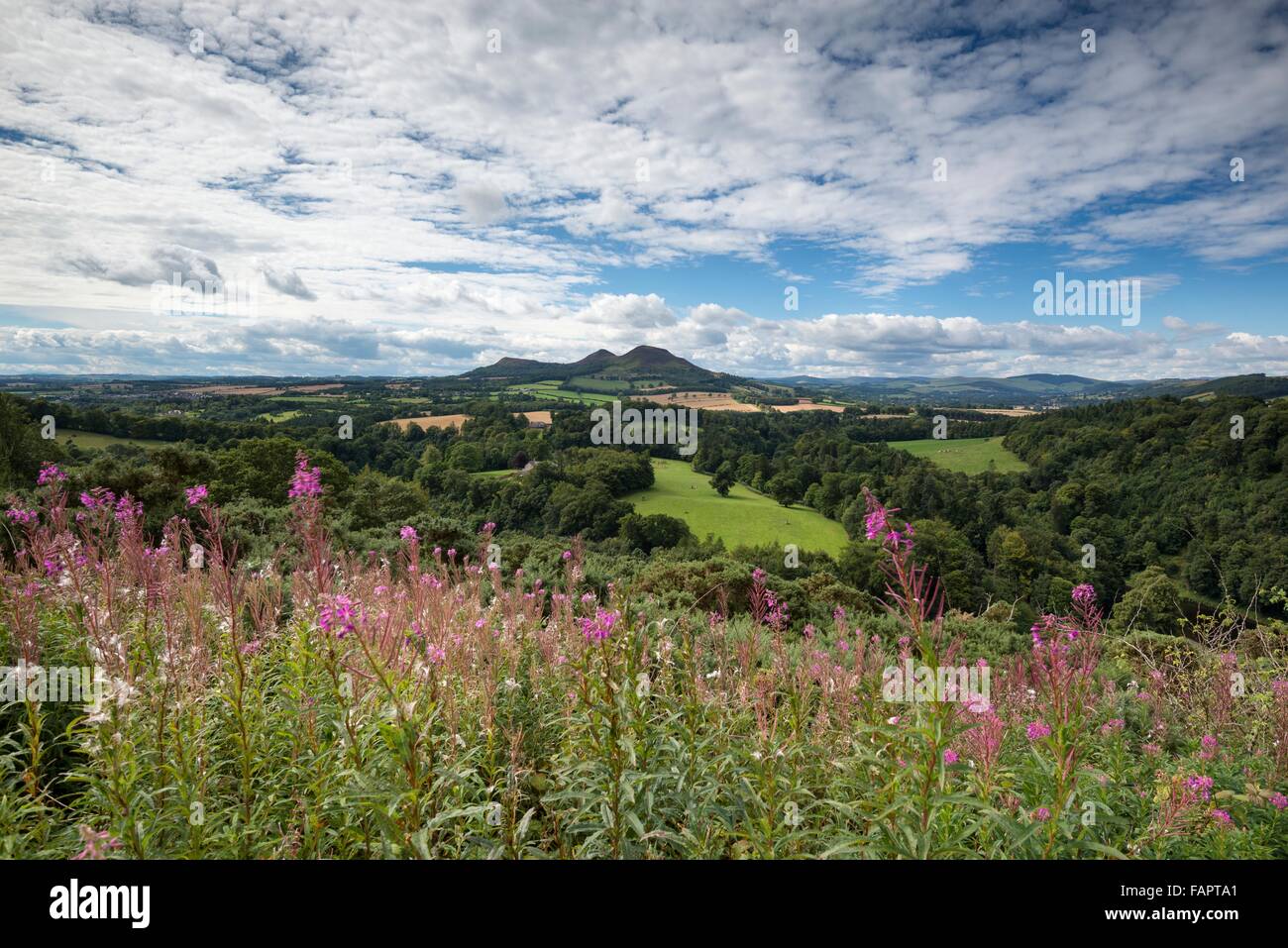 Lookout, Scott's view, District de St Boswells, Borders, Scotland, United Kingdom Banque D'Images