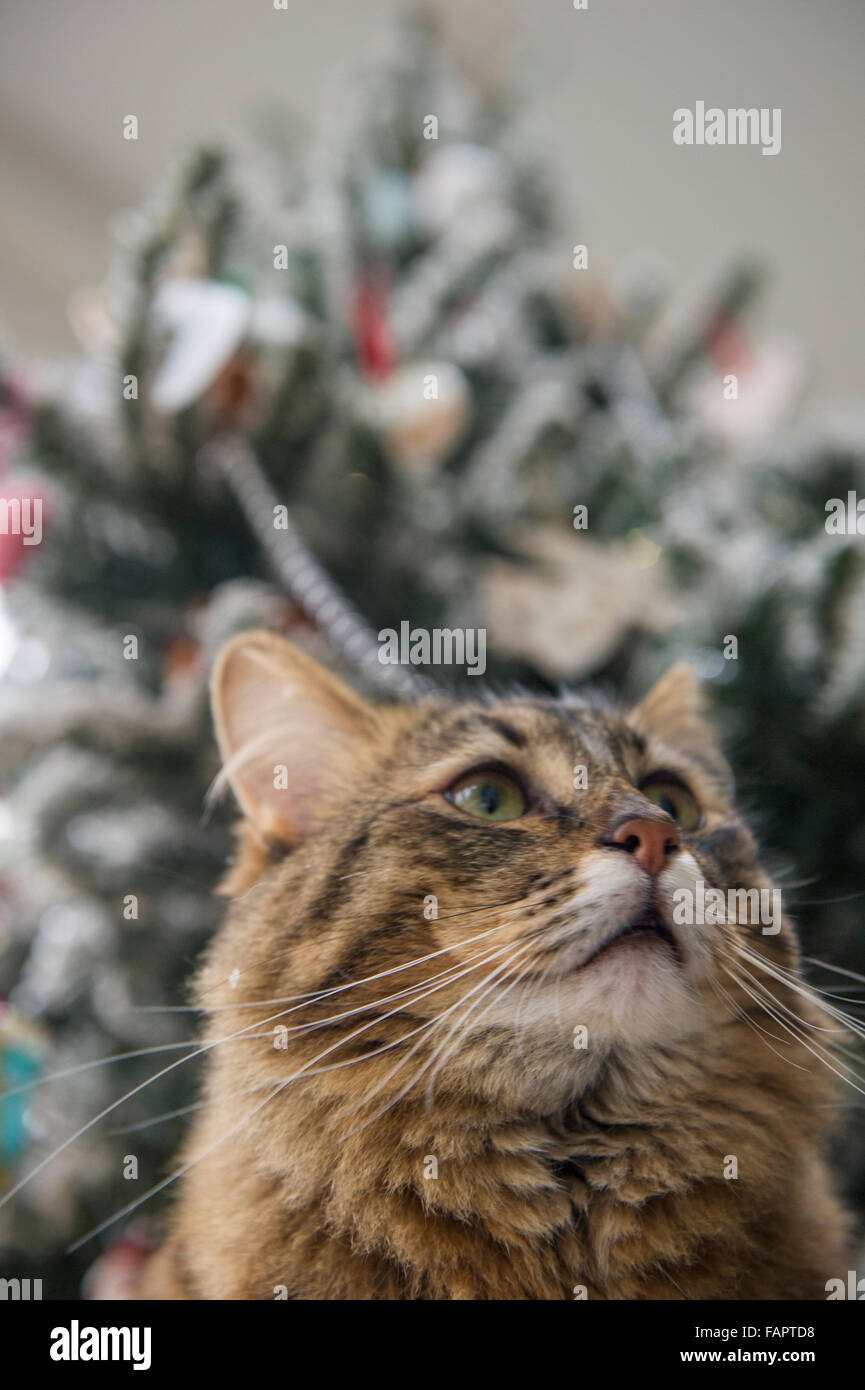 Un chat sous l'arbre de Noël Banque D'Images