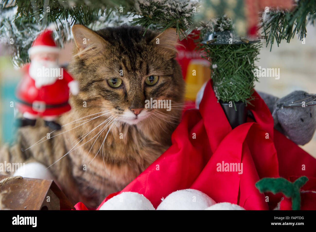 Un chat sous l'arbre de Noël Banque D'Images
