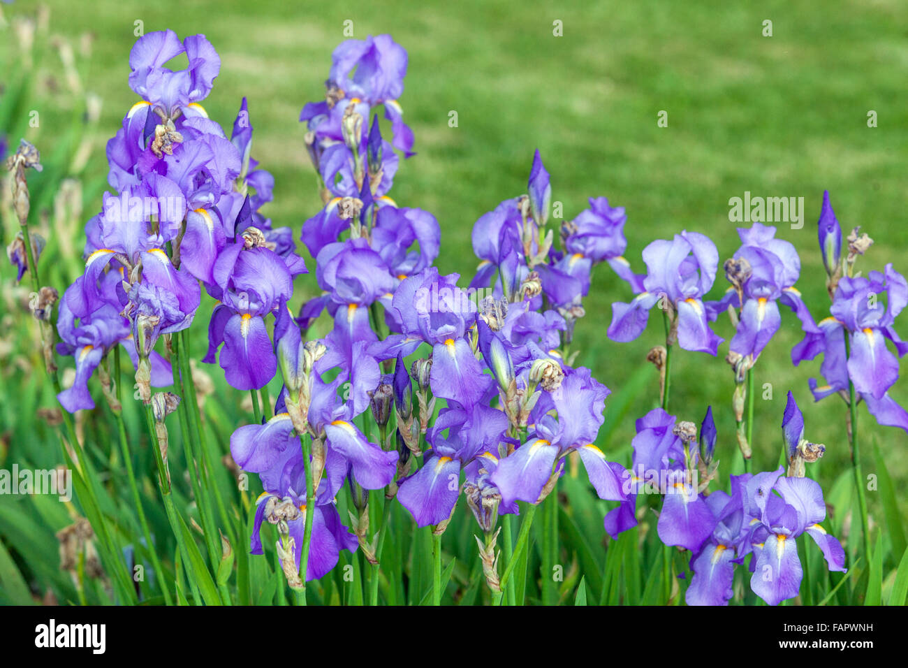 Iris pallida Blue Iris fleurs bleu fleurs dans le lit Banque D'Images