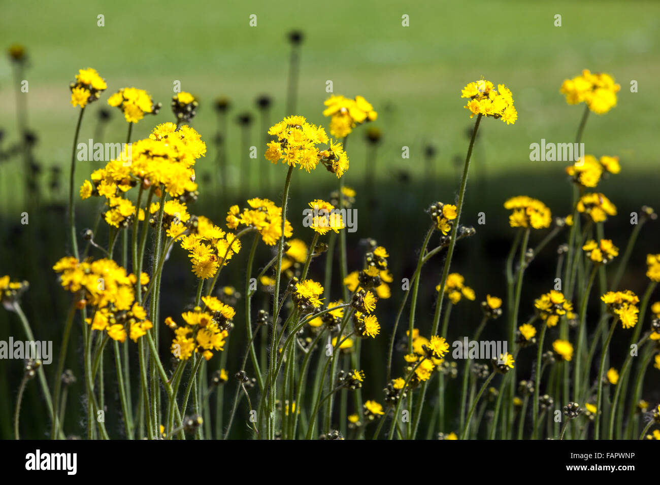 Hieracium caespitosum, herbacée des prairies, floraison Banque D'Images