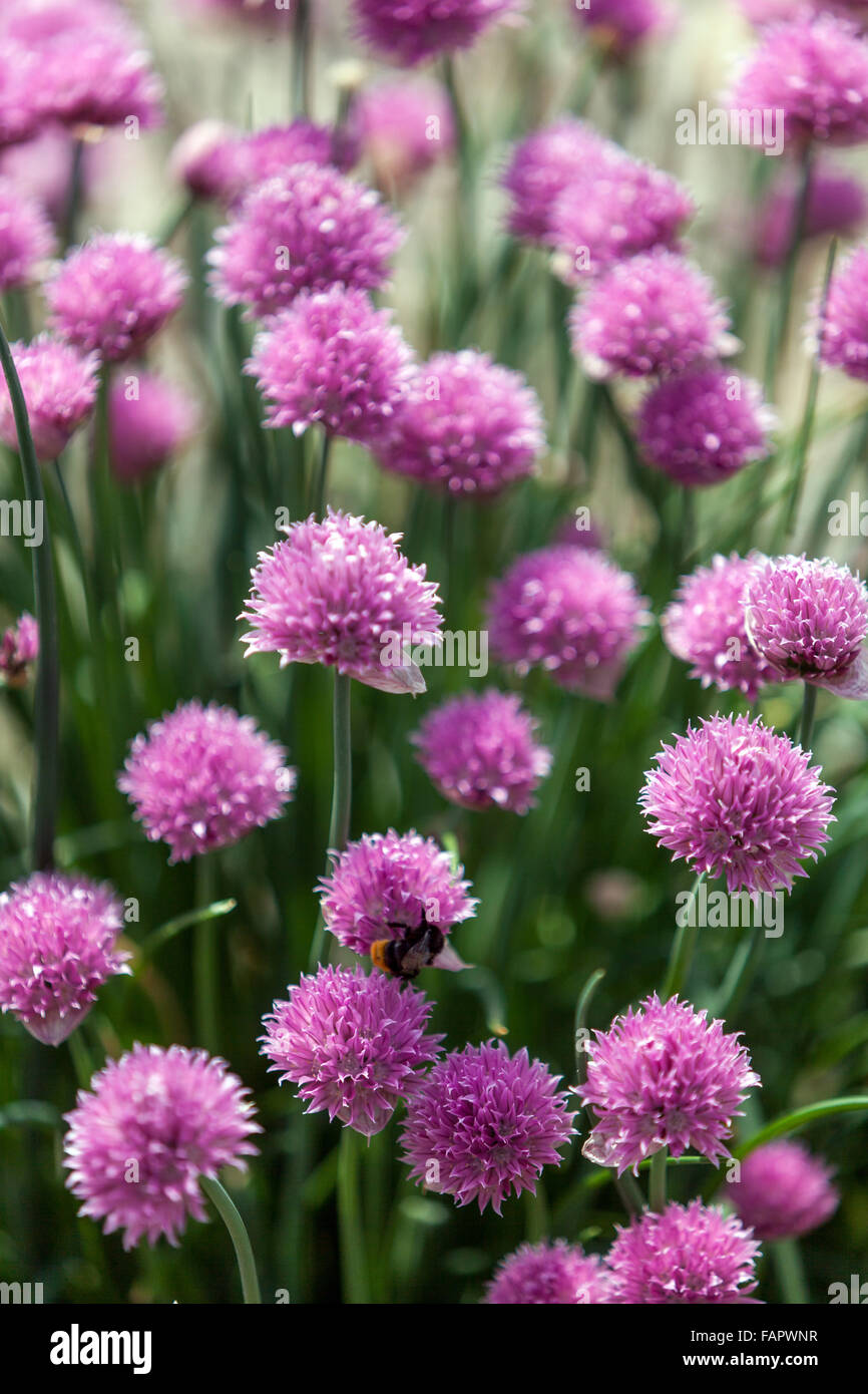 Ciboulettes de jardin fleurs Allium schoenoprasum Banque D'Images