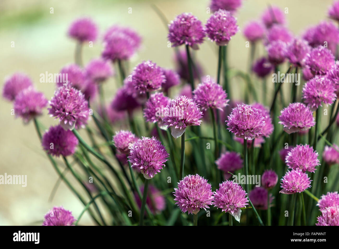 Jardin ciboulettes fleurs Allium schoenoprasum jardin d'herbes Banque D'Images