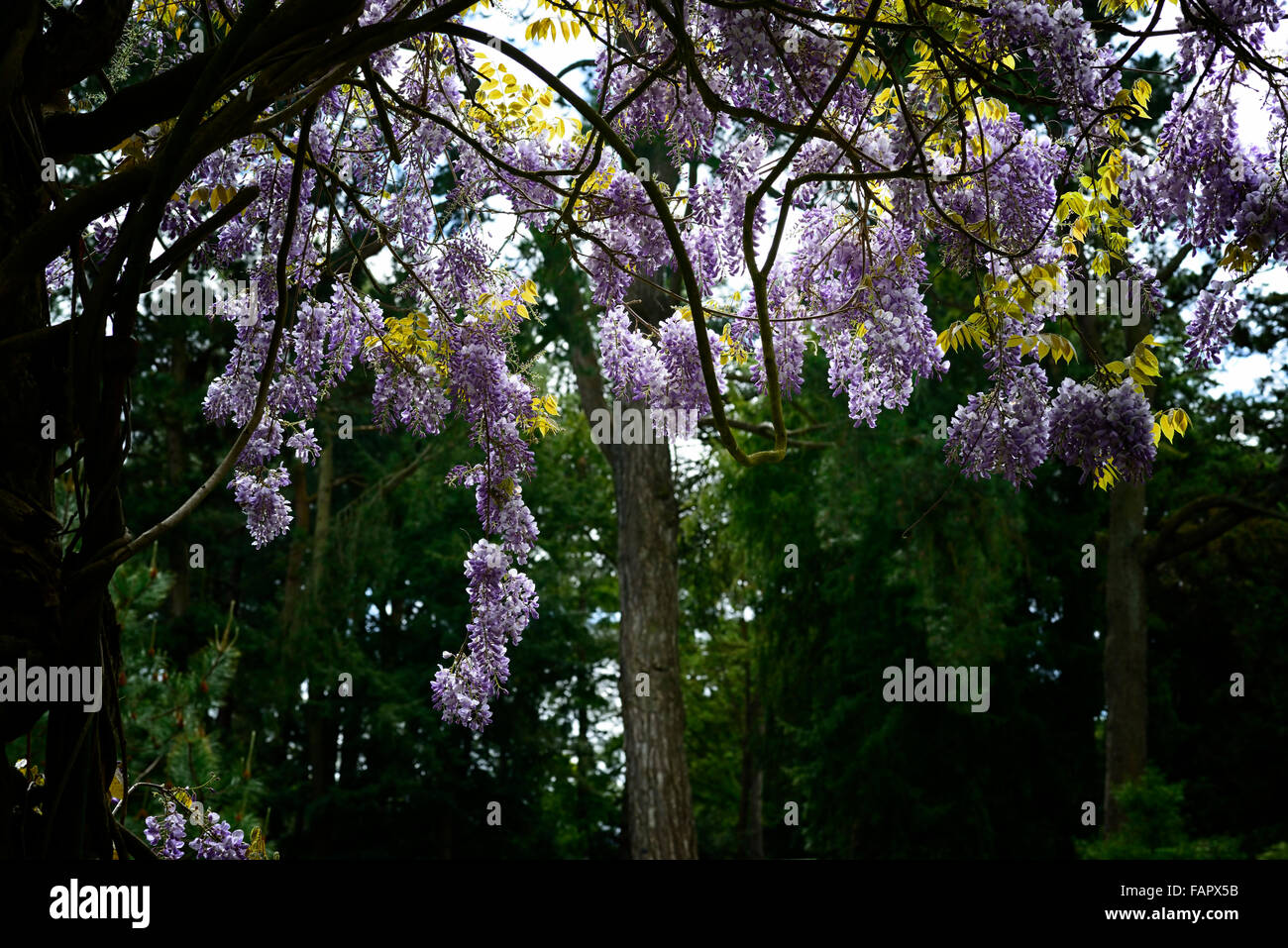Glycine mauve fleur fleurs fleurs de printemps racèmes racème grimpeur pagode plante grimpante glycines Floral RM Banque D'Images