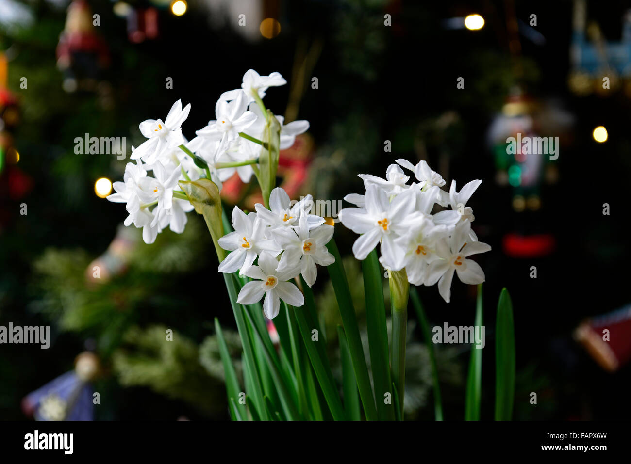 Ziva paperwhites narcisse fleurs blanches fleurs plantes à fleurs odorantes  parfumées printemps bulbes narcisses paperwhite Floral RM Photo Stock -  Alamy