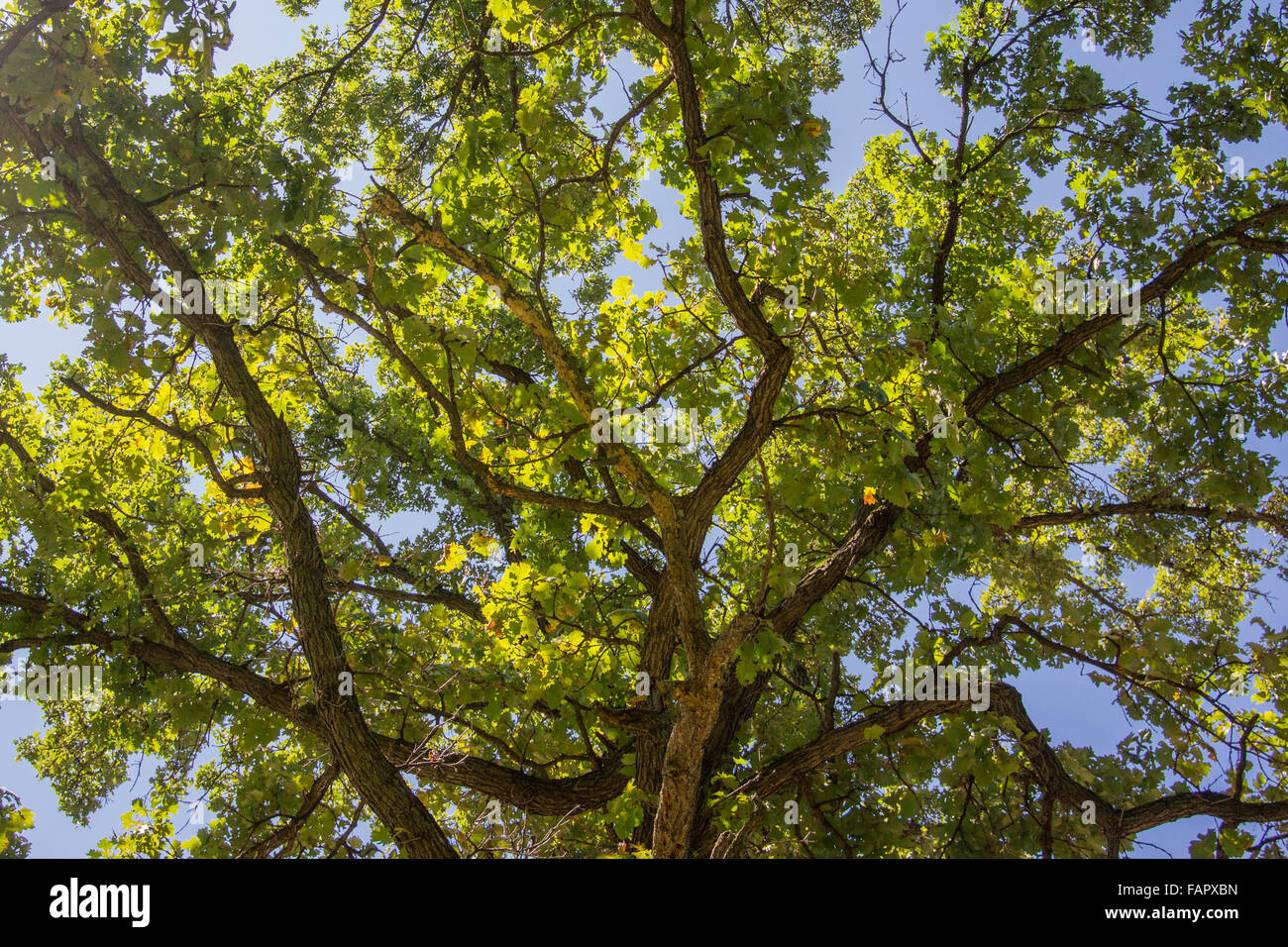 À partir d'un hamac dans un arbre sur un ciel bleu clair jour Banque D'Images