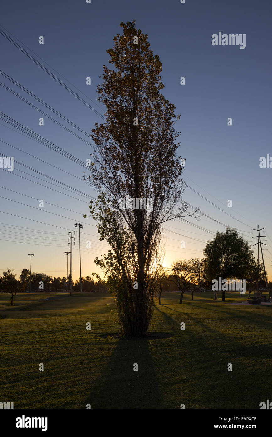 La silhouette d'un arbre dans le Complexe Sportif de Burbank en Californie, USA Banque D'Images