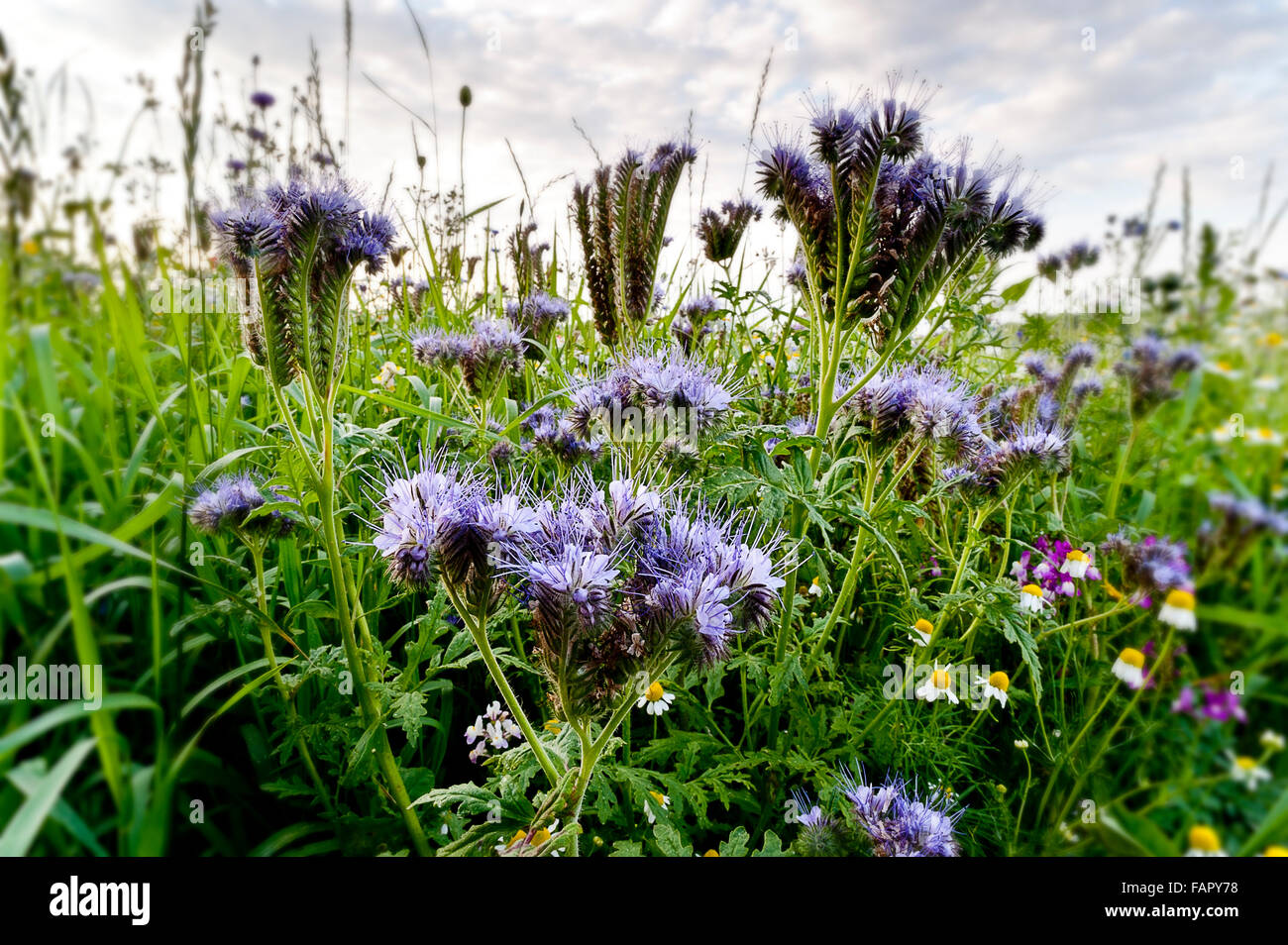 Pré de fleurs sauvages. Fleurs bleues dans un champ rempli de fleurs sauvages d'une journée d'été Banque D'Images