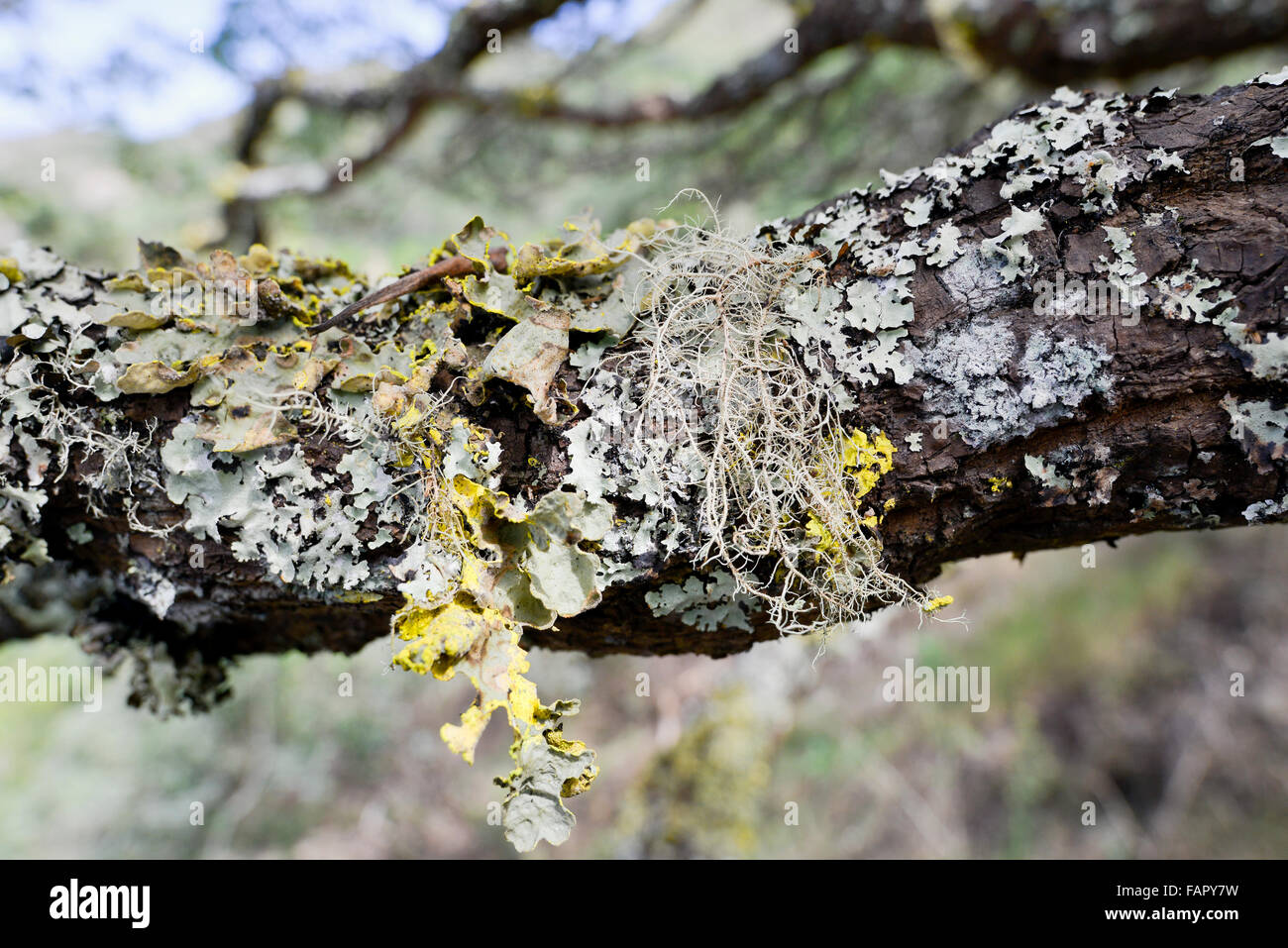 De lichen et de mousse sur branche d'arbre Gumwood endémique sur l'île de Sainte-Hélène dans l'Atlantique Sud Banque D'Images