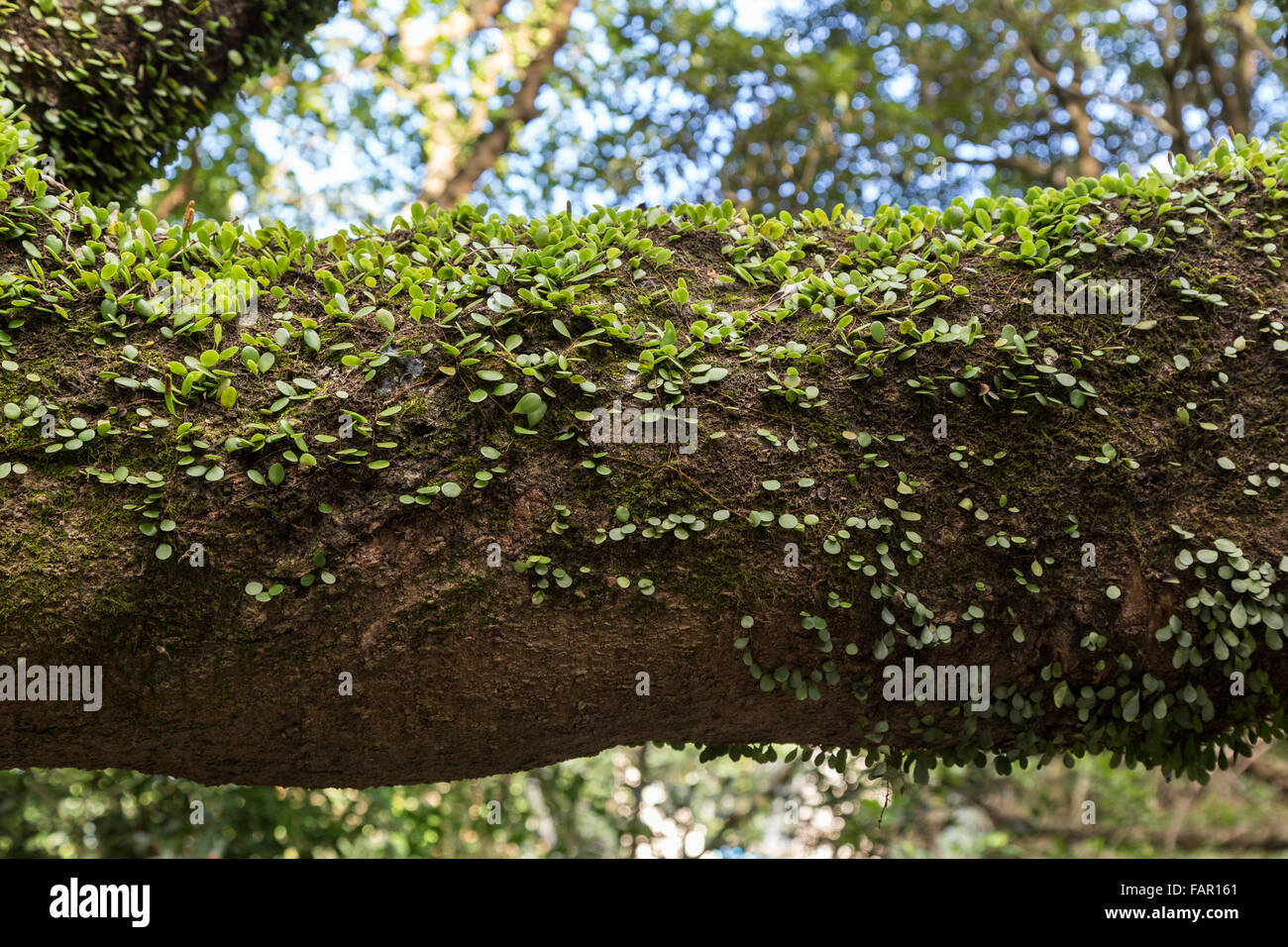 Climber cep sur une épaisse branche d'arbre Banque D'Images