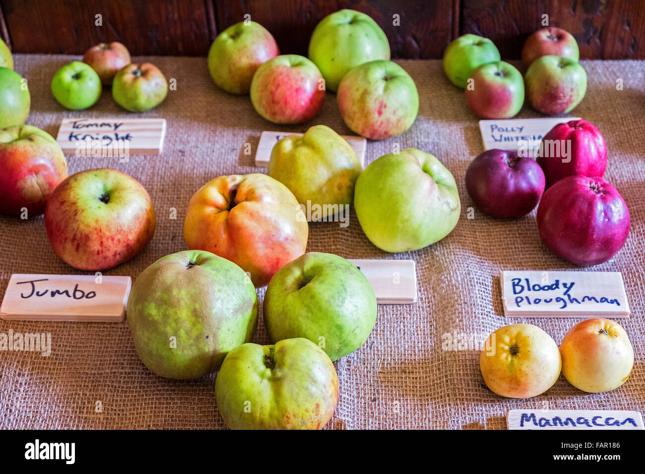 Variétés de pommes à une foire d'automne Banque D'Images