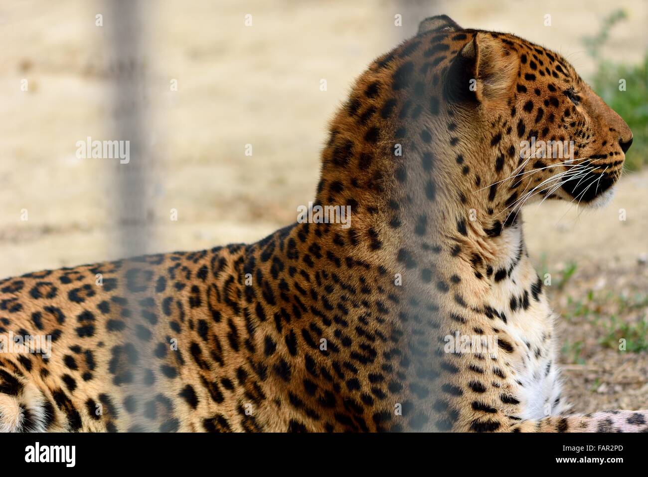 Leopard (Panthera pardus) en captivité au Sphinx. Un grand chat avec un beau manteau derrière les barreaux, dans un Sphinx-comme pos Banque D'Images