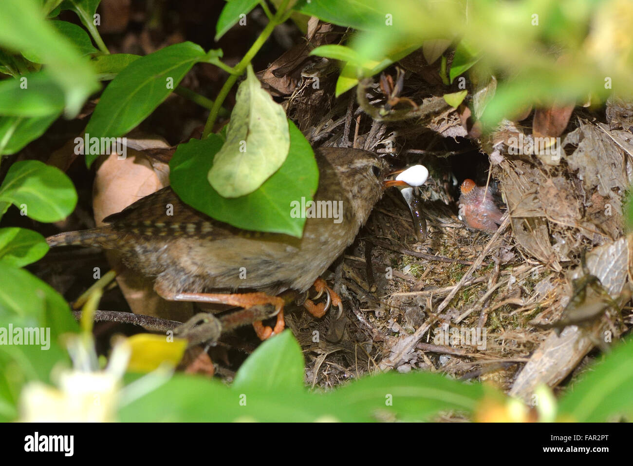 Wren en tenant sac fécal de chick en nid. Un parent enlève les déchets provenant d'oiseaux le nid, après avoir été présenté avec l'anus de poussin Banque D'Images