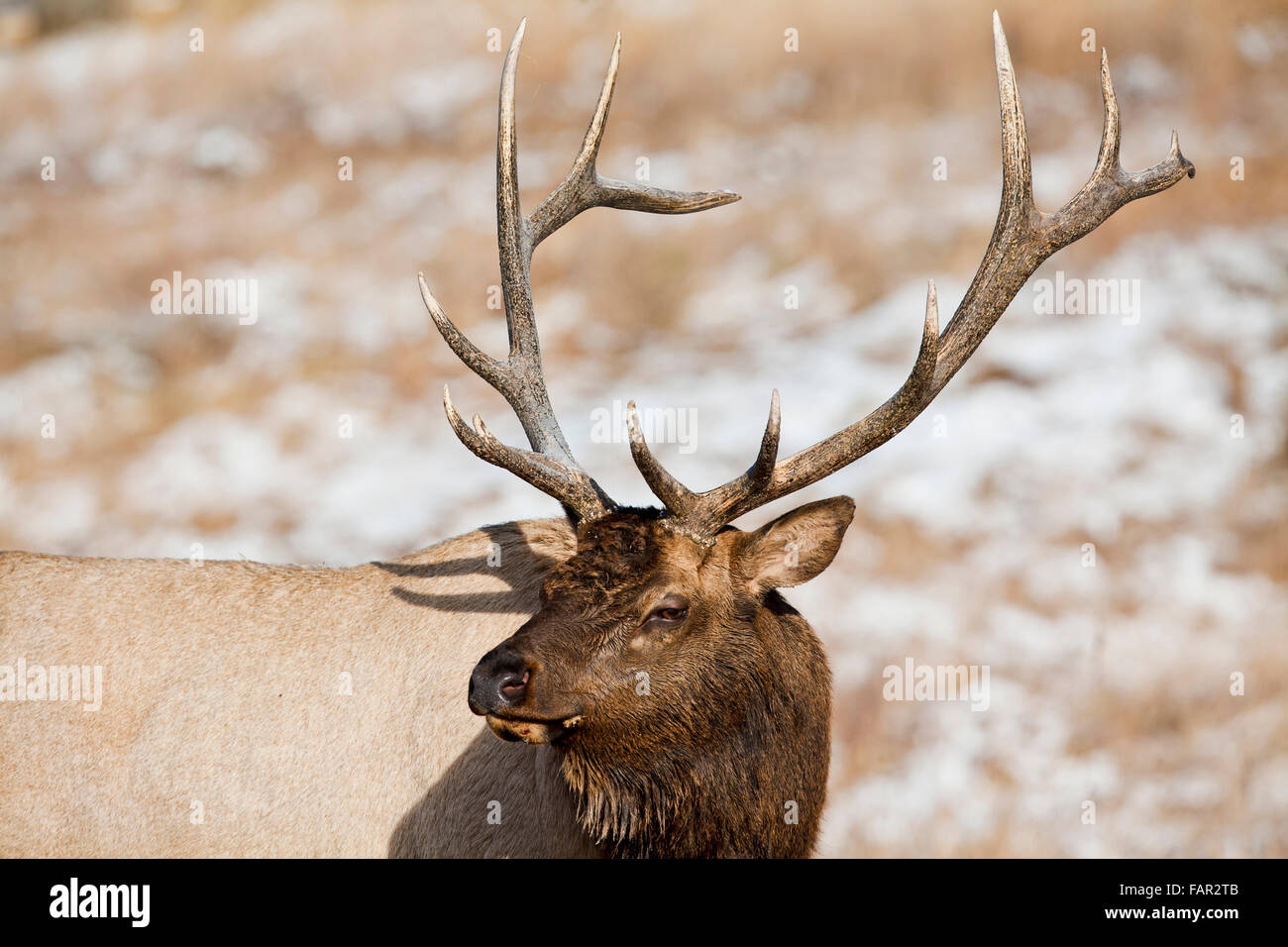 Elk Royal soyons forts dans un domaine d'hiver Banque D'Images
