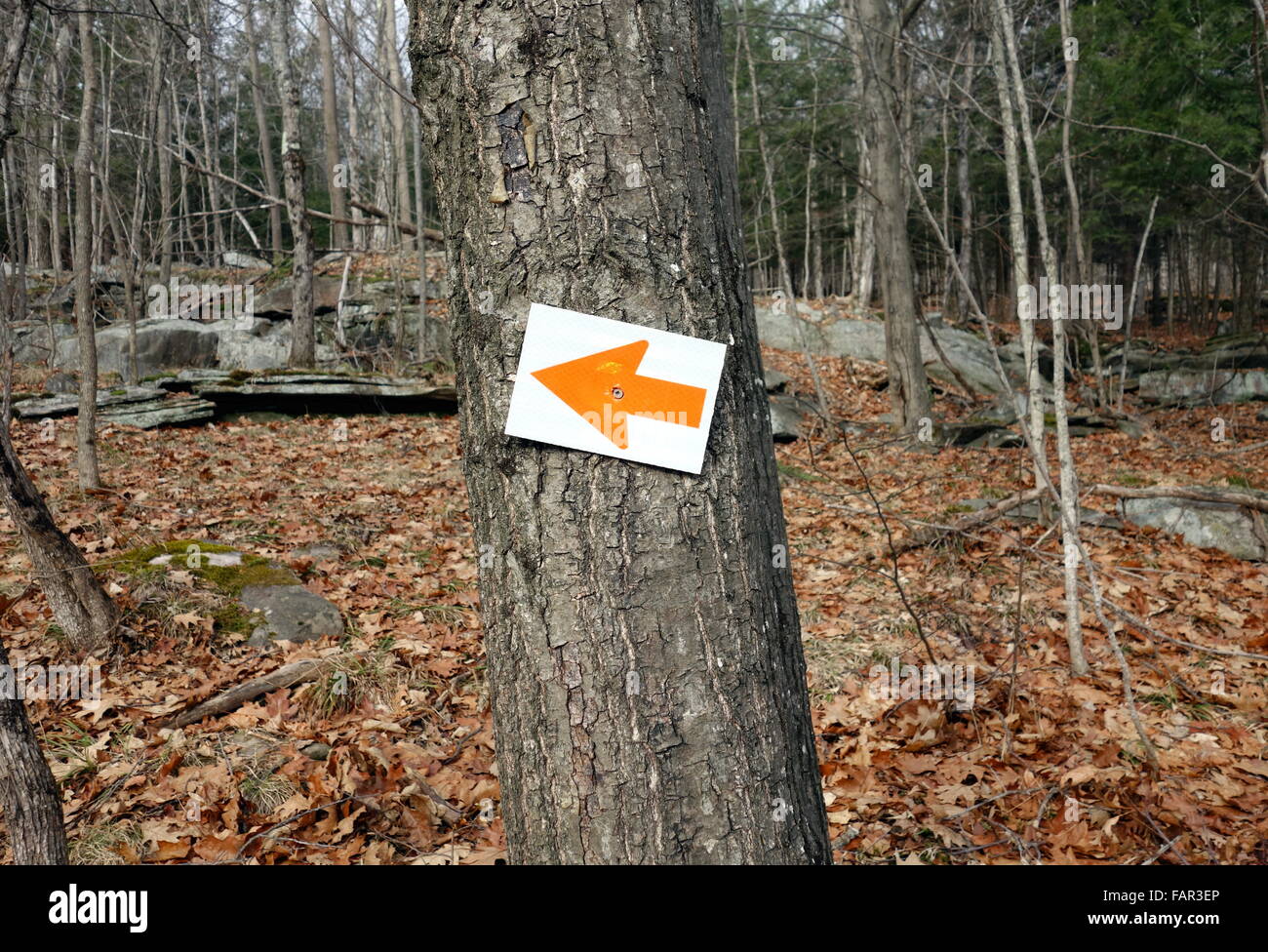 Flèche rouge signe directionnel dans une forêt en Ontario Banque D'Images
