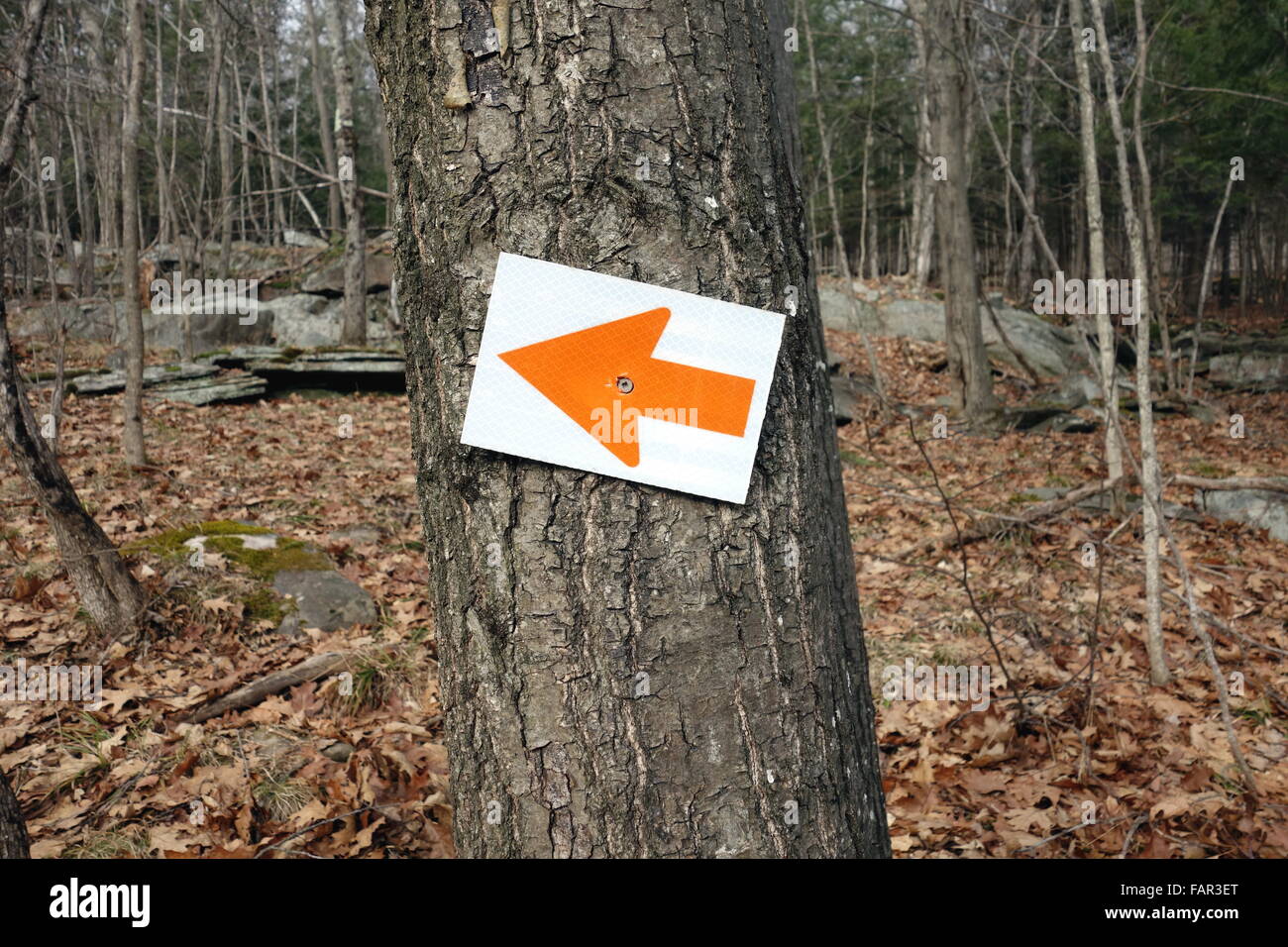 Flèche rouge signe directionnel dans une forêt en Ontario Banque D'Images