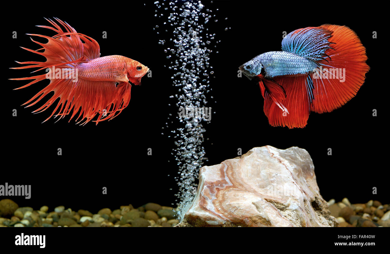 Deux betta poisson, poisson dans l'aquarium de combat siamois Banque D'Images