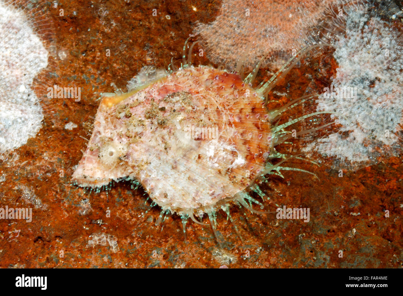 Des pétoncles dans la famille des pectinidés, probablement l'Excellichlamys histrionica.Tulamben, Bali, Indonésie. La mer de Bali, de l'Océan Indien Banque D'Images