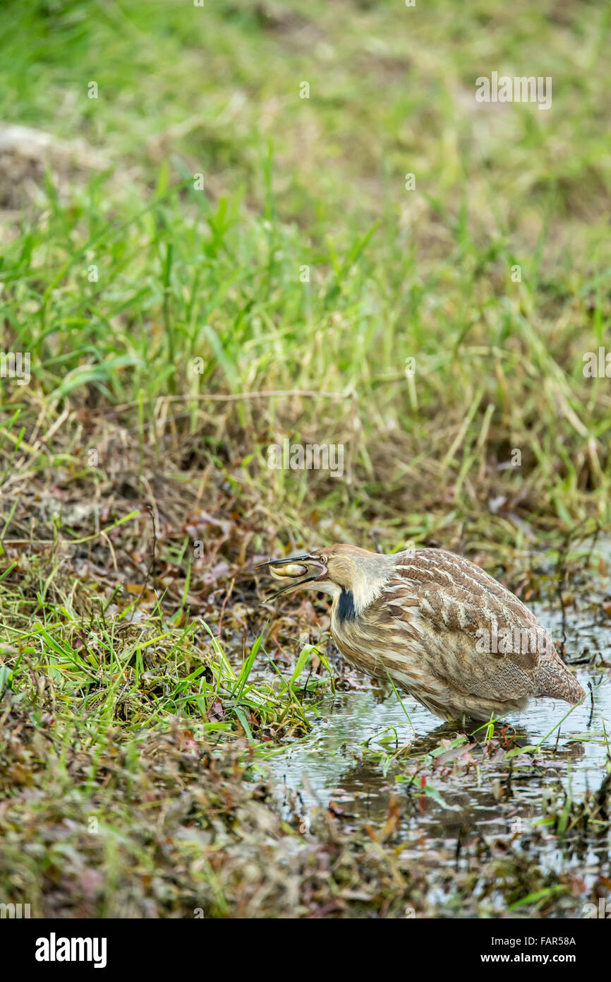 Butor manger un ouaouaron pollywog à Ridgefield National Wildlife Refuge à Ridgefield, Connecticut, USA. Banque D'Images