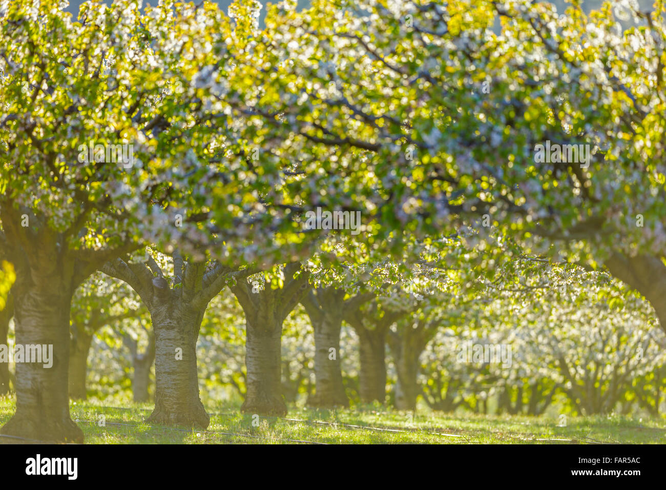 Cherry Orchard, Provence, France Banque D'Images