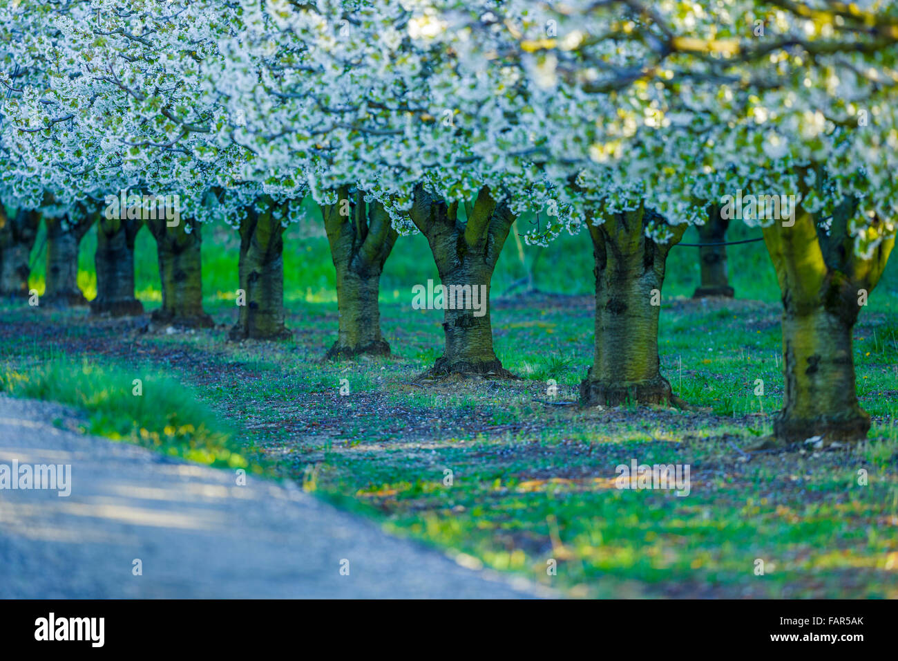 Cherry Orchard, Provence, France Banque D'Images