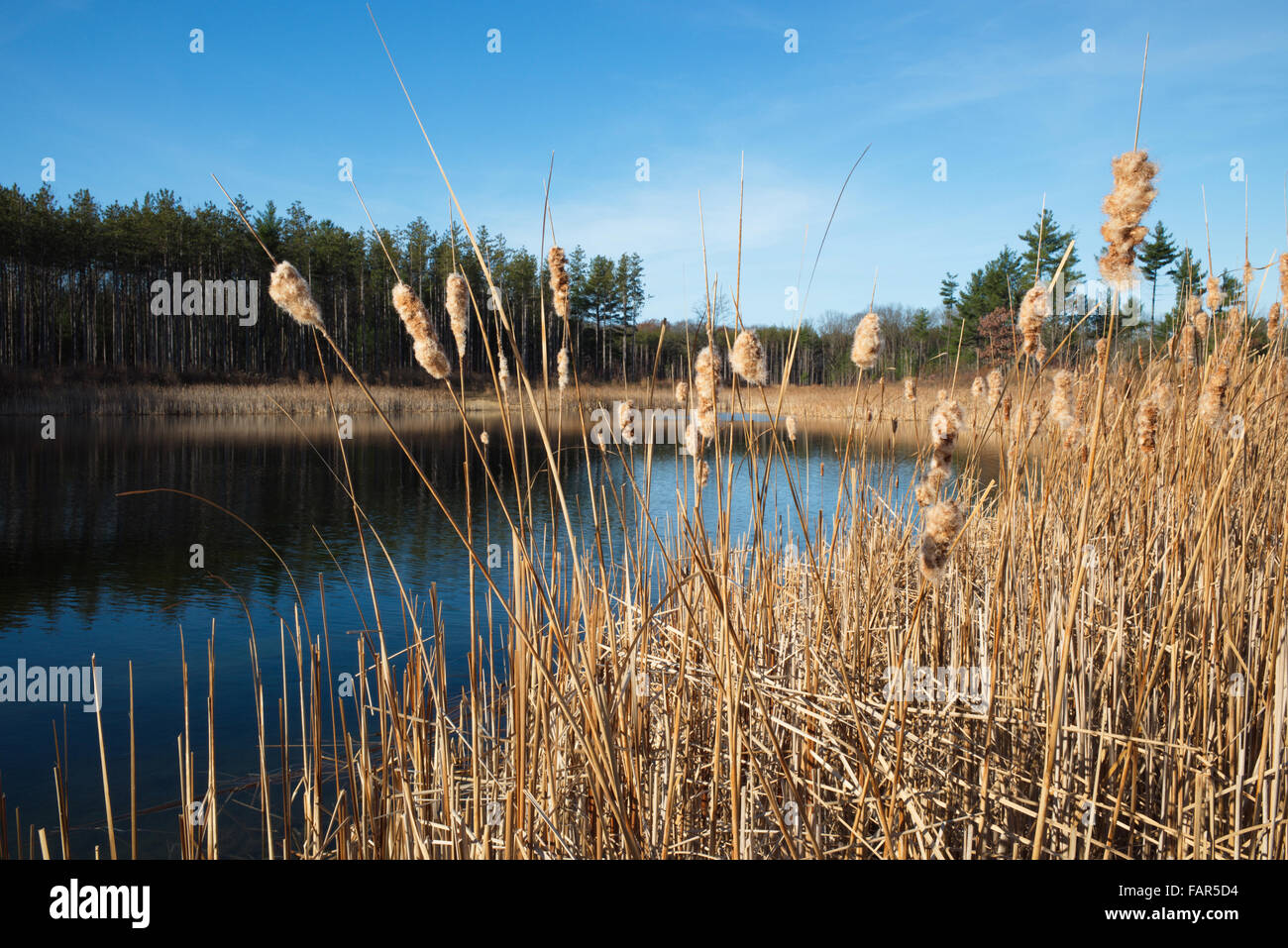 Les quenouilles par Pond à la fin de l'automne au parc Sentiers Riley dans Holland Michigan Woods reflétée dans l'eau sur la rive opposée Banque D'Images