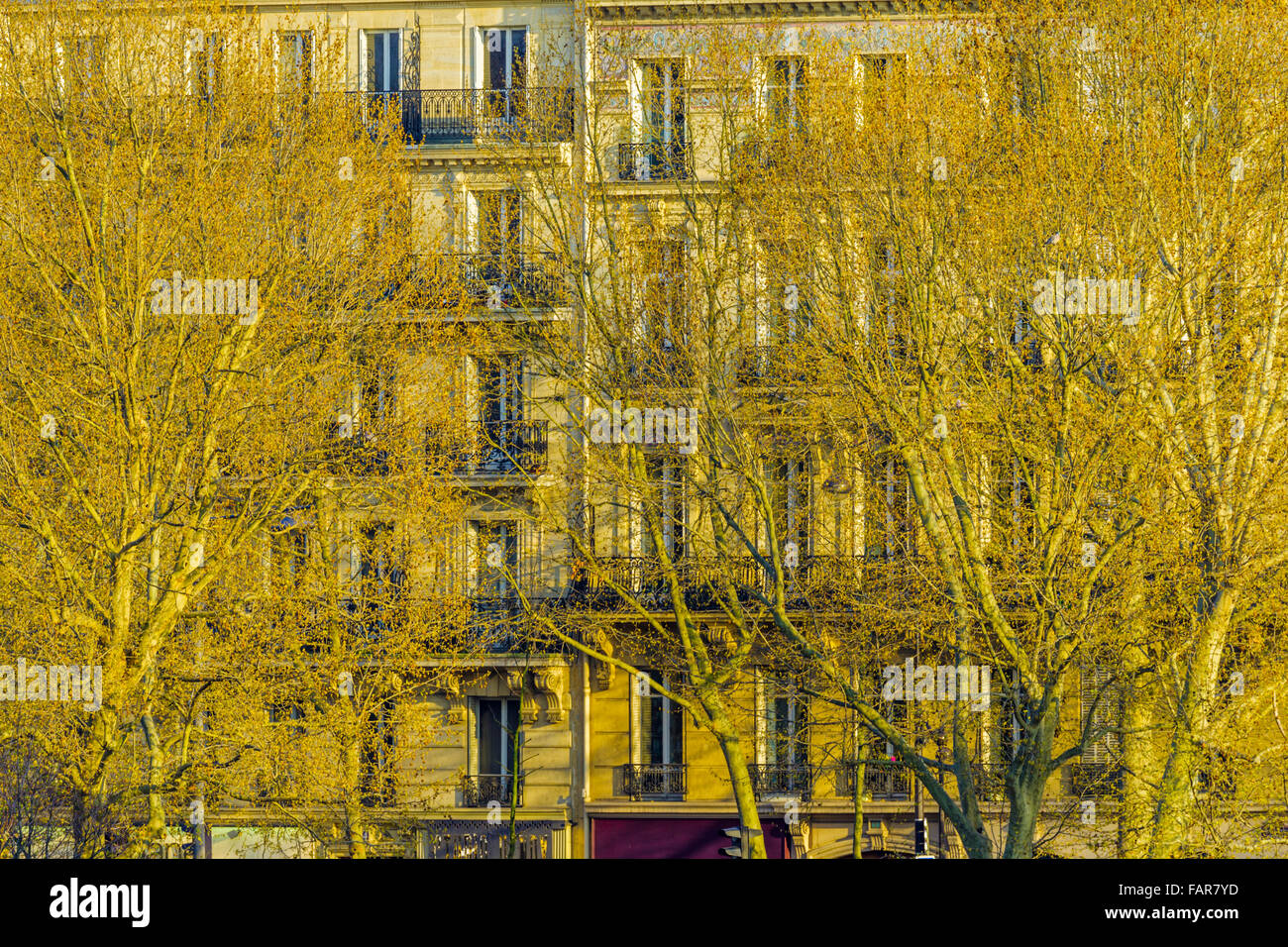 Appartements le long de l'île l'Île Saint-Louis dans la Seine à Paris Banque D'Images