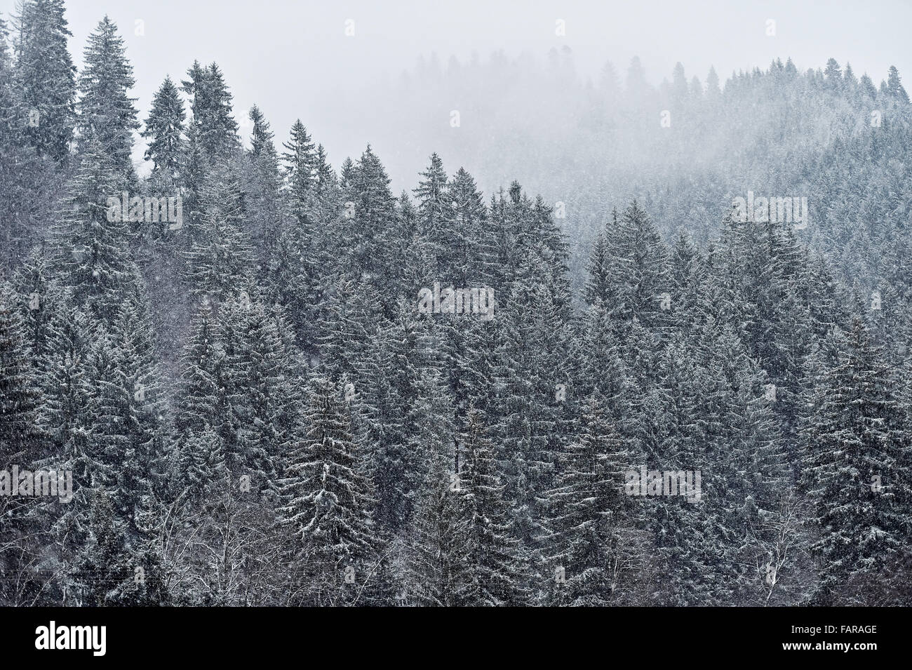 Scène d'hiver avec des chutes de neige sur une pinède Banque D'Images