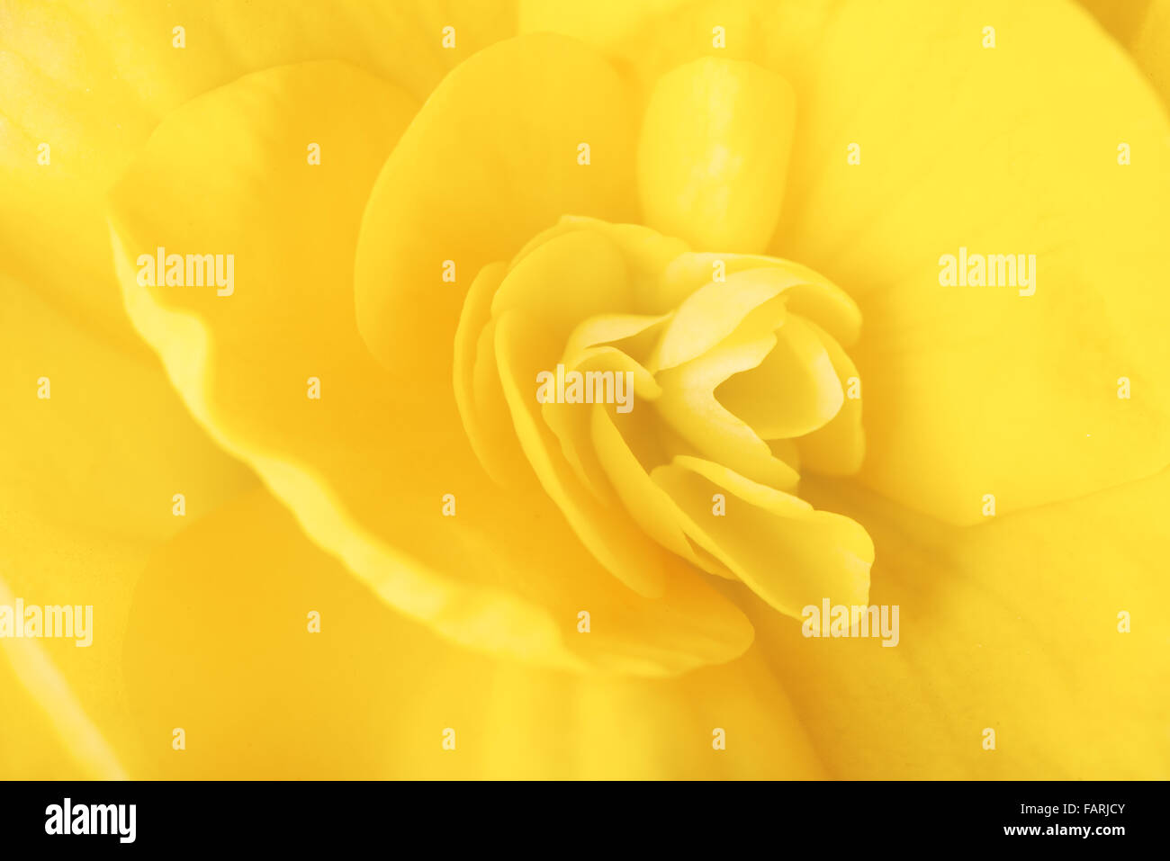 Macro image de couleur jaune fleur begonia Banque D'Images