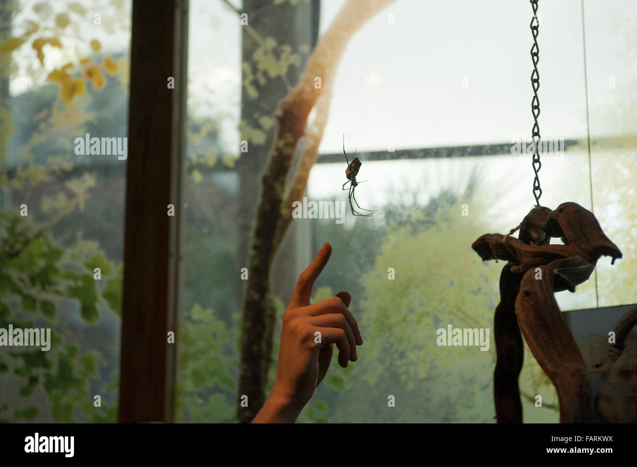 ZSL, le Zoo de Londres, Royaume-Uni. 4 janvier, 2016. Armé de blocs-notes, les calculatrices et les appareils photo, au zoo ZSL London Zoo effectuer le bilan annuel. Une exigence du ZSL London Zoo de conduire, la vérification annuelle des gardiens prend une semaine pour terminer et l'ensemble de l'information est partagée avec les zoos à travers le monde via le système d'information sur les espèces internationales, où il est utilisé pour gérer les programmes d'élevage dans le monde entier pour les animaux en voie de disparition. Credit : Malcolm Park editorial/Alamy Live News Banque D'Images