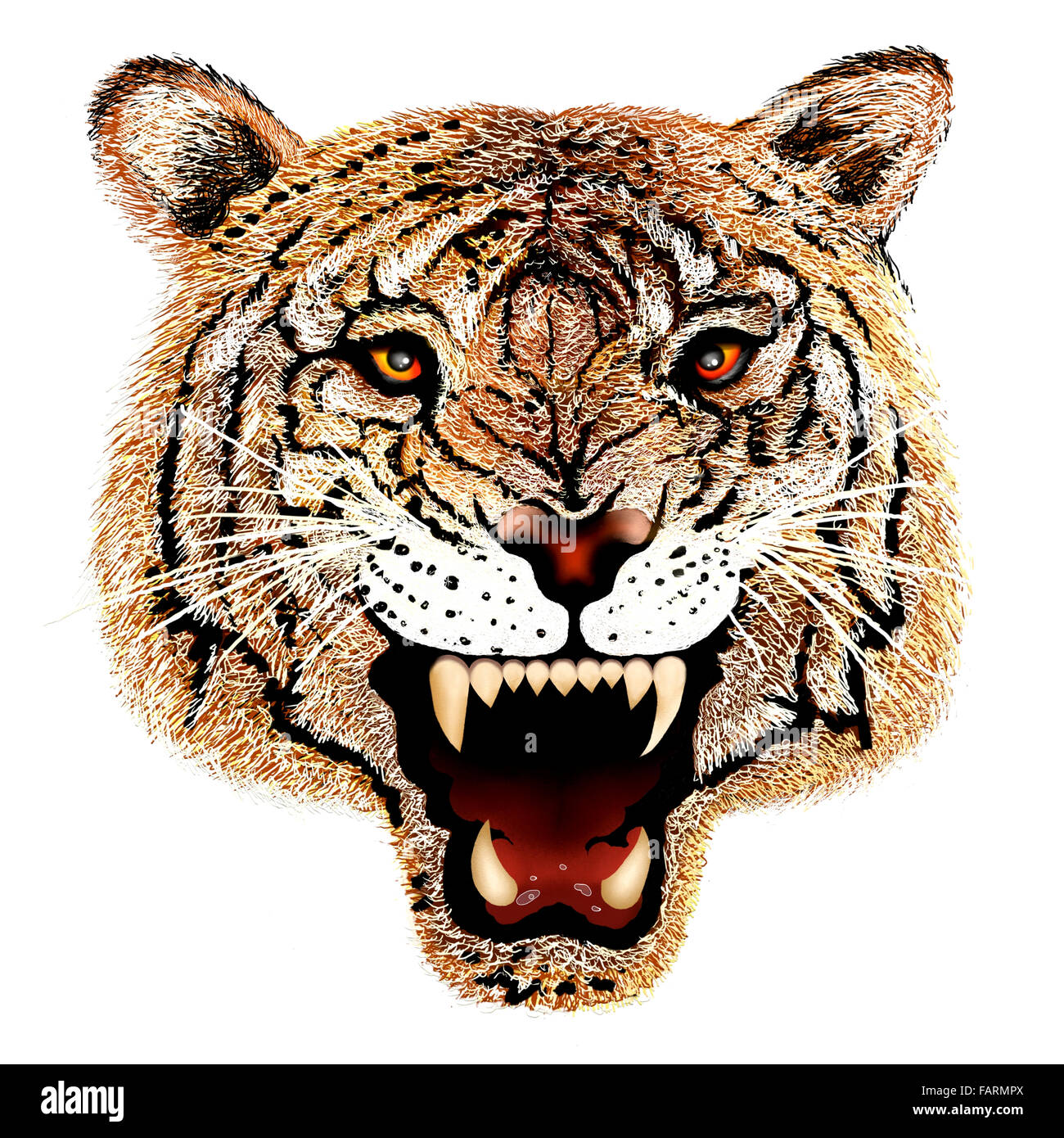 Dessin à la main de Close up Tiger tête Portrait isolé sur fond blanc. Banque D'Images