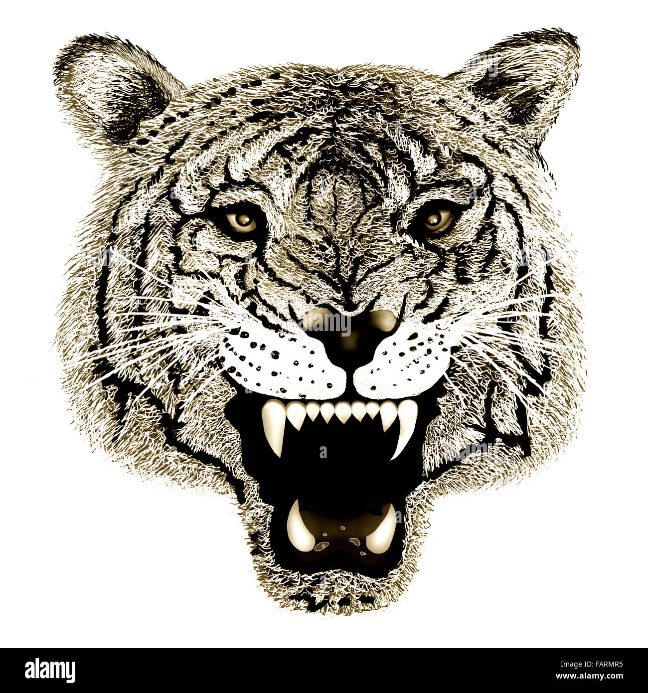 Dessin à la main de Close up noir et blanc Tiger tête Portrait isolé sur fond blanc. Banque D'Images