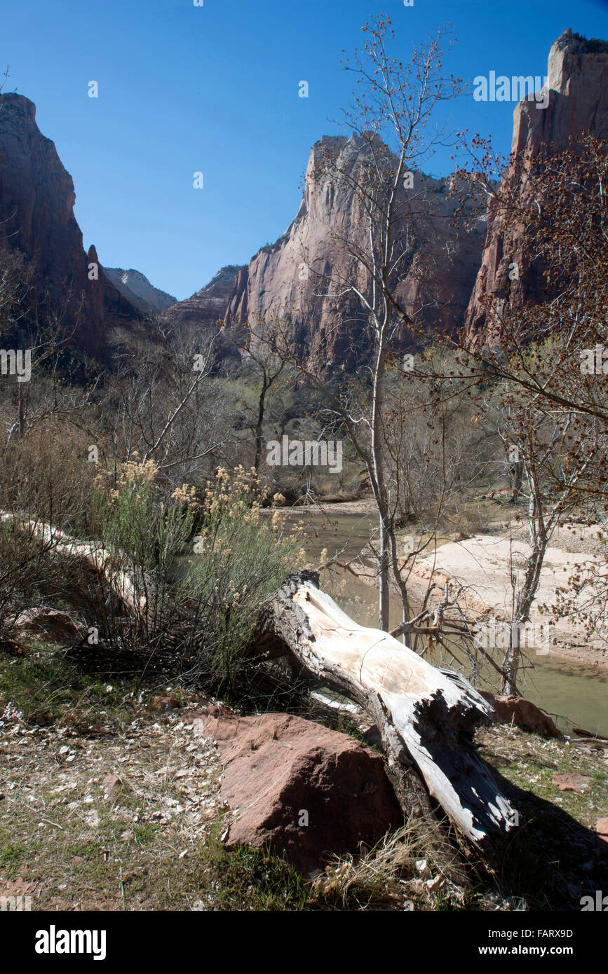 La Vierge rivière qui traverse Zion Canyon National Park, Utah, USA. Banque D'Images