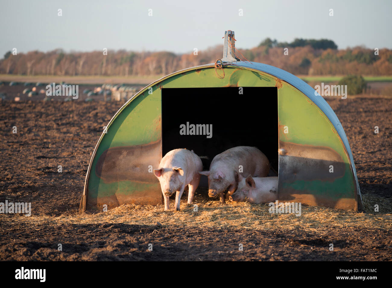 L'élevage de porcs en plein air des stylos, Sutton Heath, Suffolk, UK. Banque D'Images