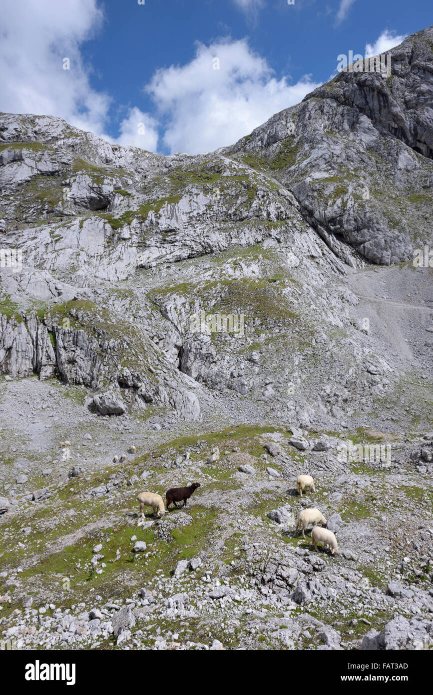 Moutons en région des Rocheuses, Dachstein, Ramsau, Autriche Banque D'Images
