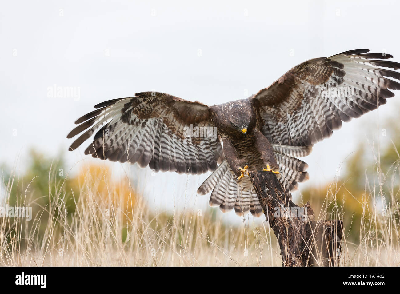 Un oiseau de proie sauvage, une buse, vol, ailes déployées et de l'atterrissage sur une vieille branche d'arbre dans la campagne. Banque D'Images