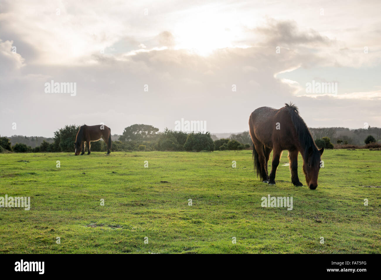 Poneys paissant dans winter sunshine dans le parc national New Forest, Hampshire, Royaume-Uni. Banque D'Images