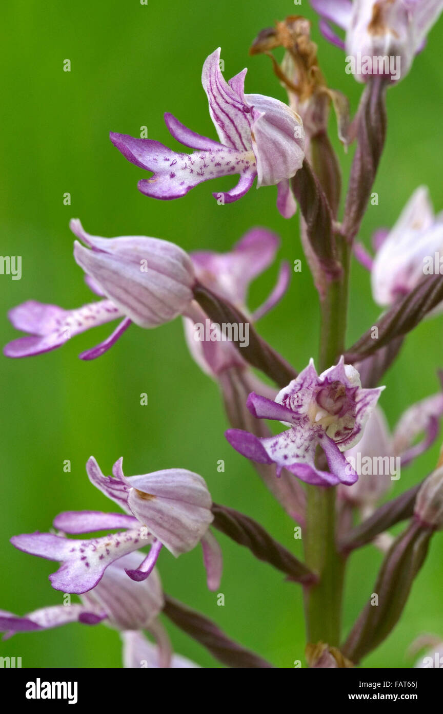 Orchidée militaire (Orchis militaris) en fleurs Banque D'Images