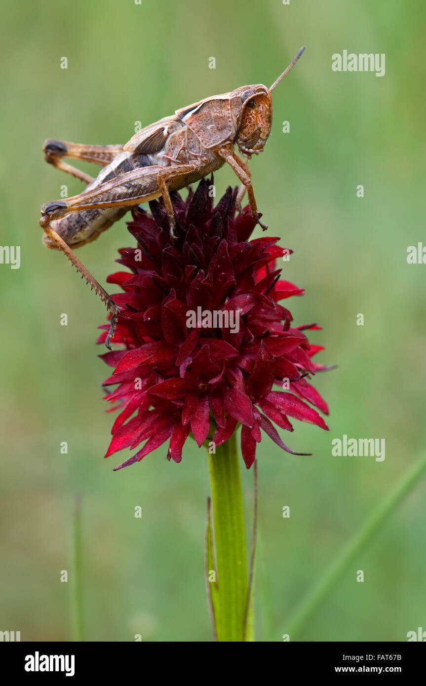 Orchidée vanille noire (Gymnadenia austriaca / Nigritella austriaca) avec sauterelle (Gomphocerinae sp.), Gran Paradiso NP, Italie Banque D'Images
