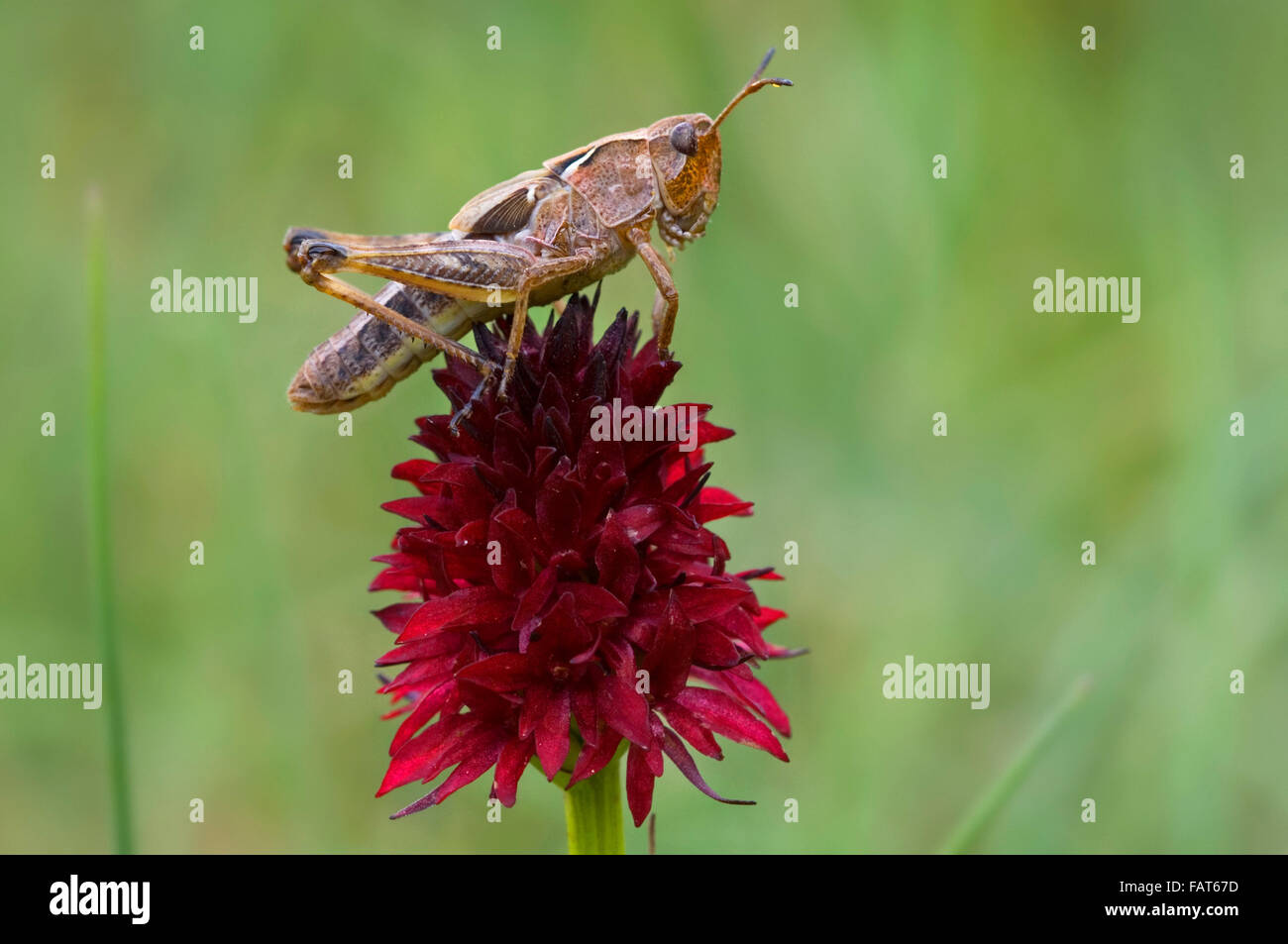 Orchidée vanille noire (Gymnadenia austriaca / Nigritella austriaca) avec sauterelle (Gomphocerinae sp.), Gran Paradiso NP, Italie Banque D'Images