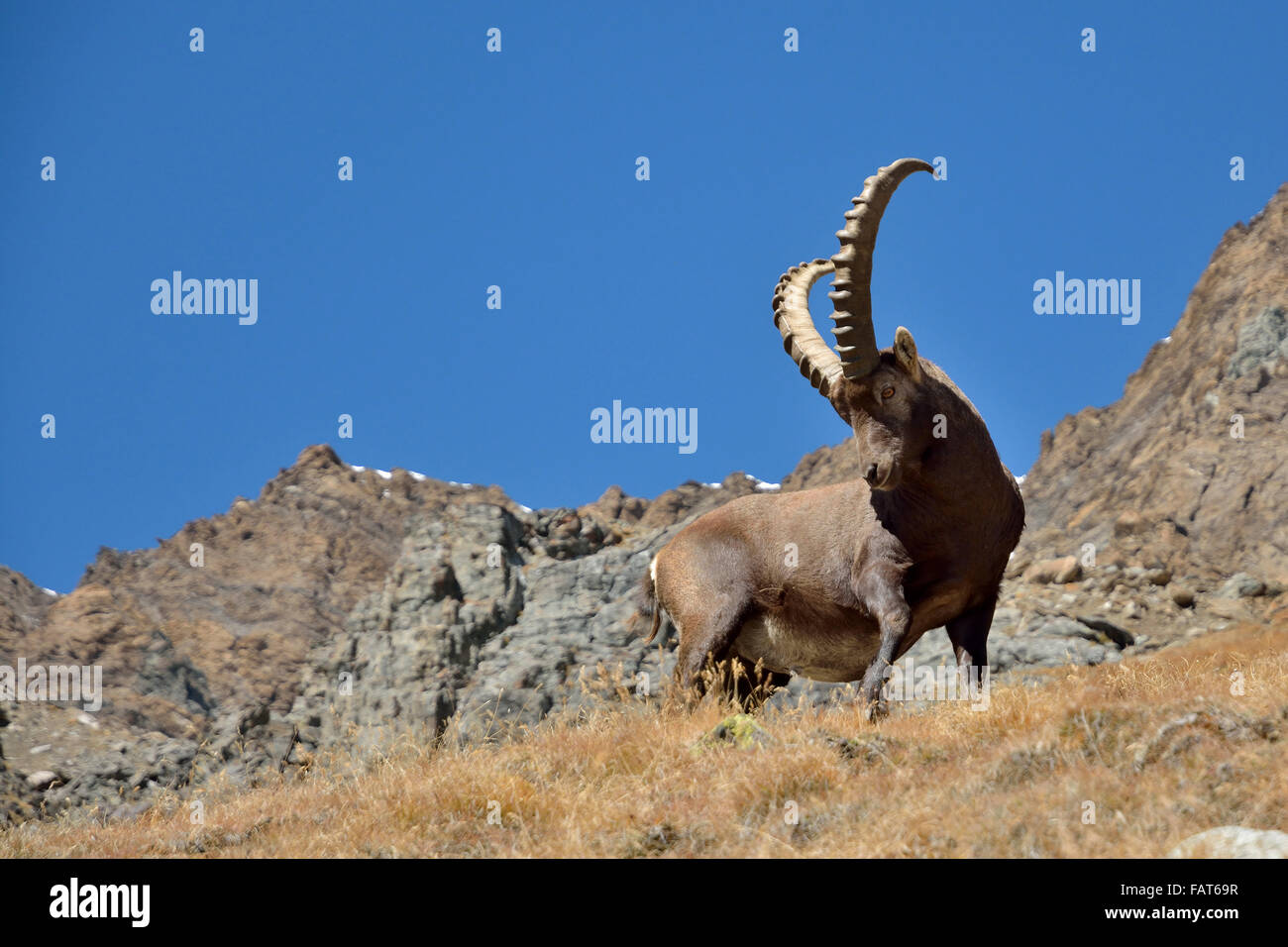 Ibex haut de la montagne dans le Parc National du Gran Paradiso Italie Banque D'Images