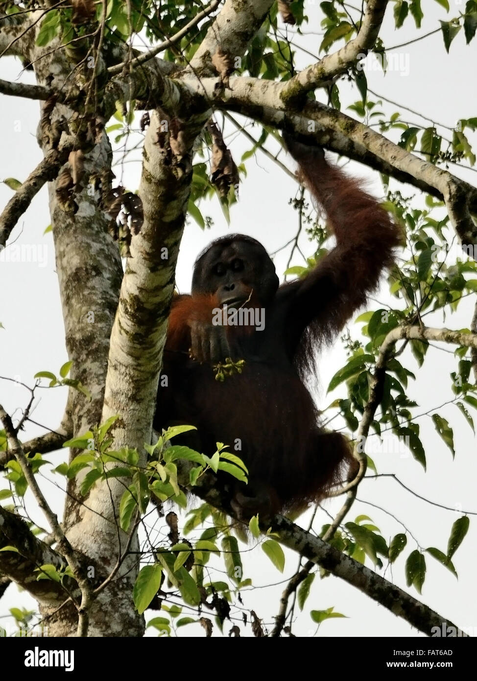 Orang-outans sauvages sur l'arbre dans la rivière kinabatangan Sabah Banque D'Images
