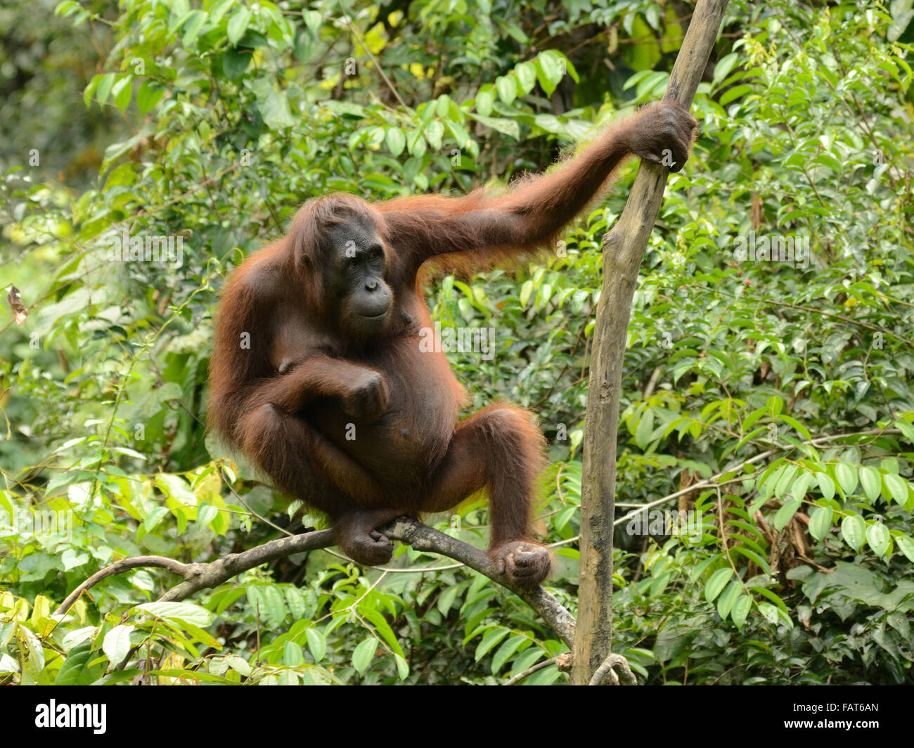 Orang-outan en centre de réhabilitation des Orang-outans de Sepilok Banque D'Images