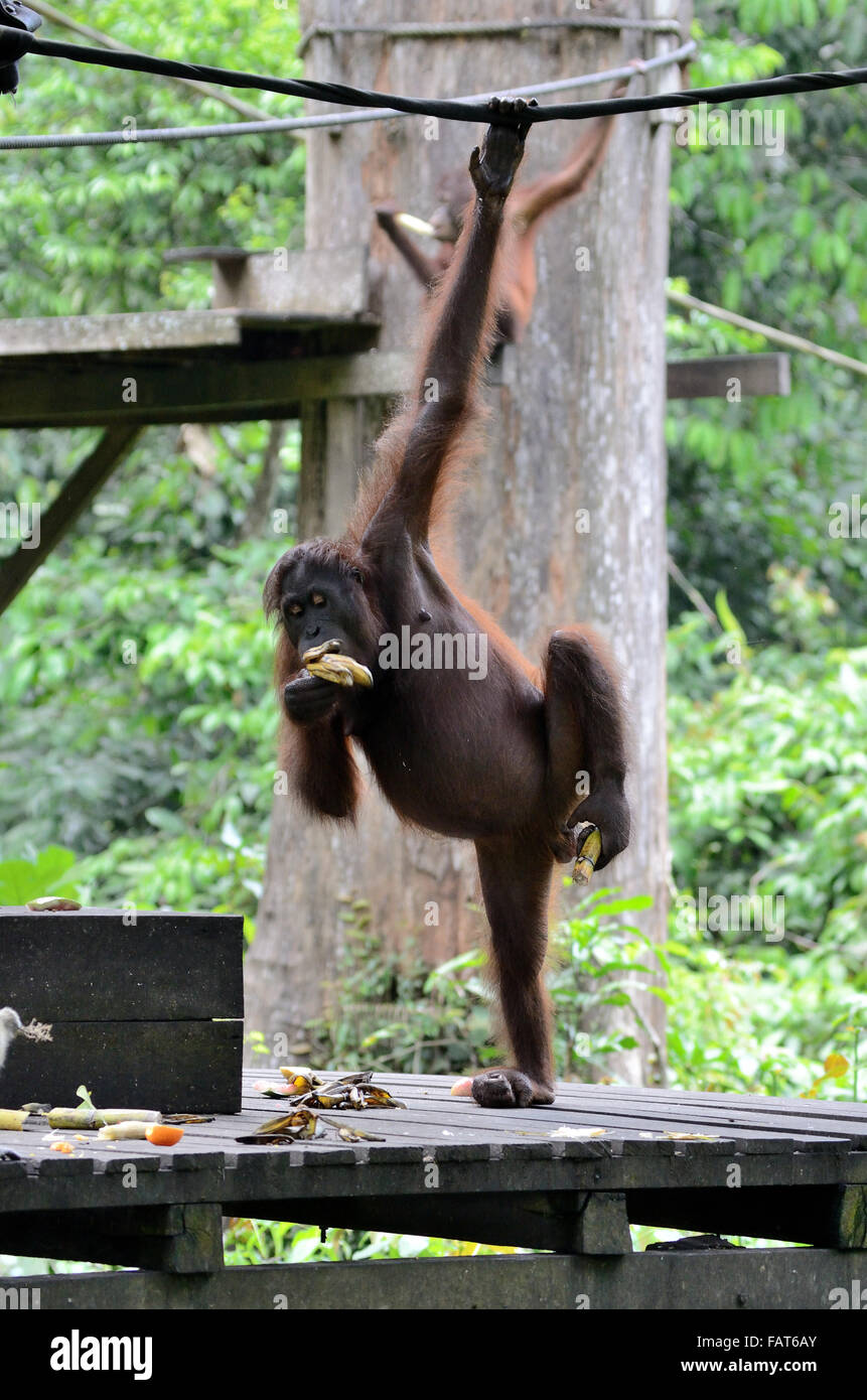 Orang-outan en centre de réhabilitation des Orang-outans de Sepilok manger des bananes Banque D'Images