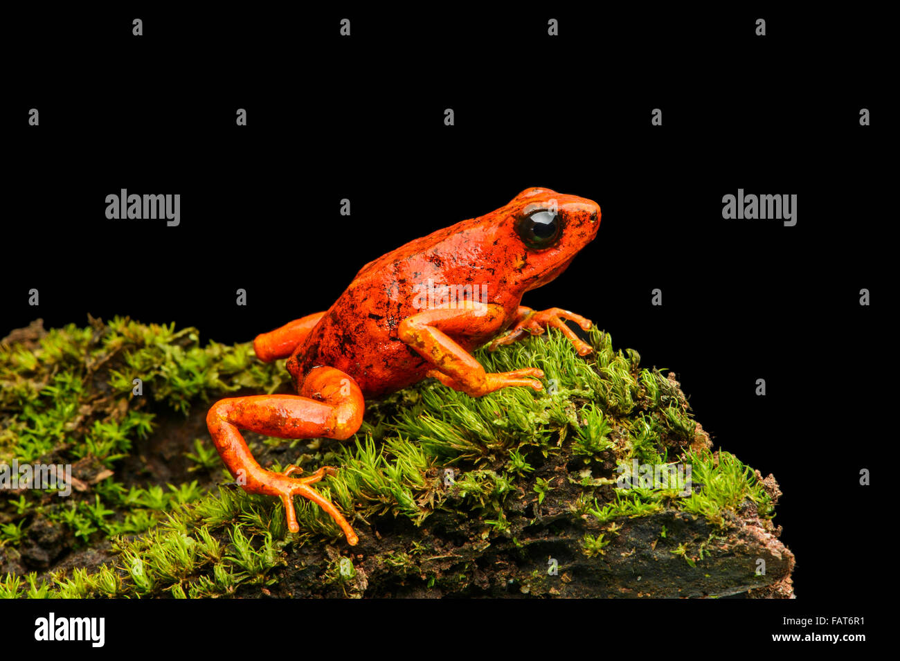 Little-devil poison frog ou diablito (Oophaga sylvatica) sur la mousse, Chocó rainforest, Équateur Banque D'Images