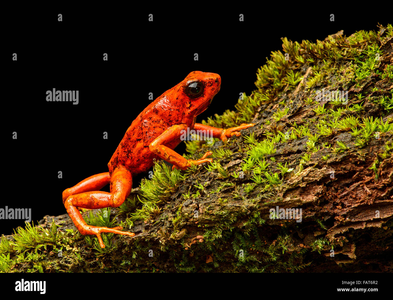 Little-devil poison frog ou diablito (Oophaga sylvatica) sur la mousse, Chocó rainforest, Équateur Banque D'Images