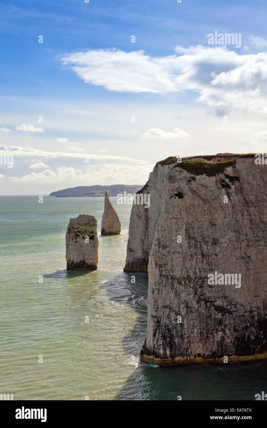 Les falaises de craie de Old Harry Rocks à Handfast Point marquer le début de la Côte Jurassique, dans le Dorset, Angleterre, RU Banque D'Images